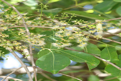 Syzygium nervosum